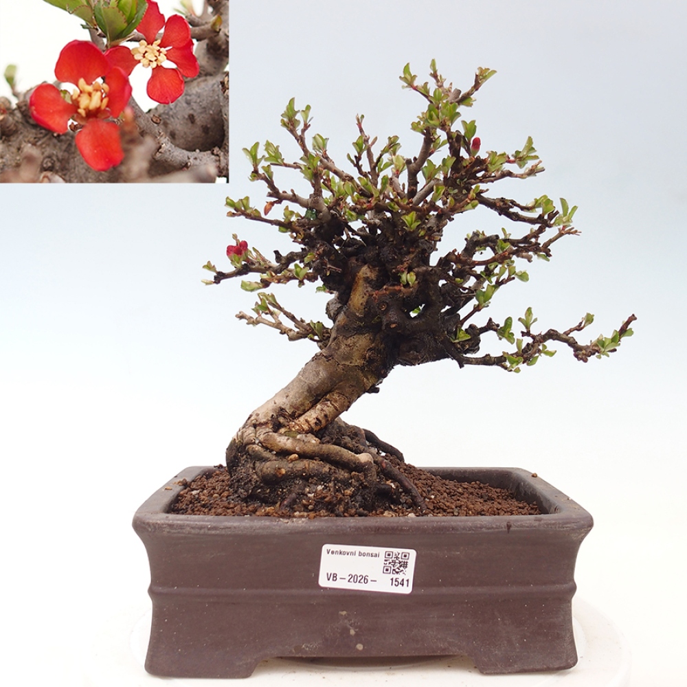 Bonsai voor buiten - Chaneomeles speciosa - Kweepeer