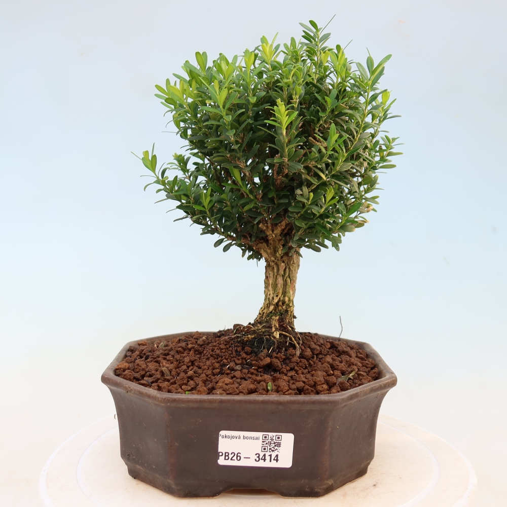 Kamerbonsai - Buxus harlandii - kurk buxus