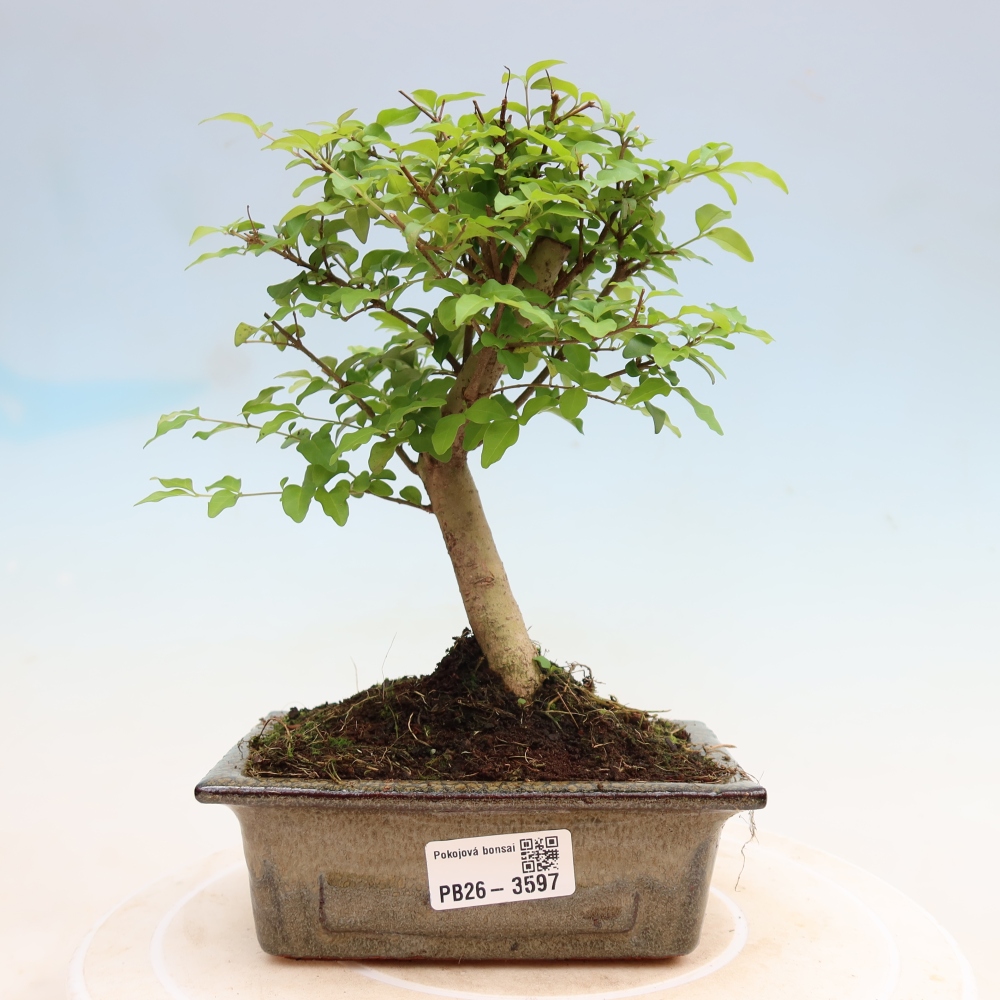 Kamerbonsai -Ligustrum chinensis - Vogelsnavel