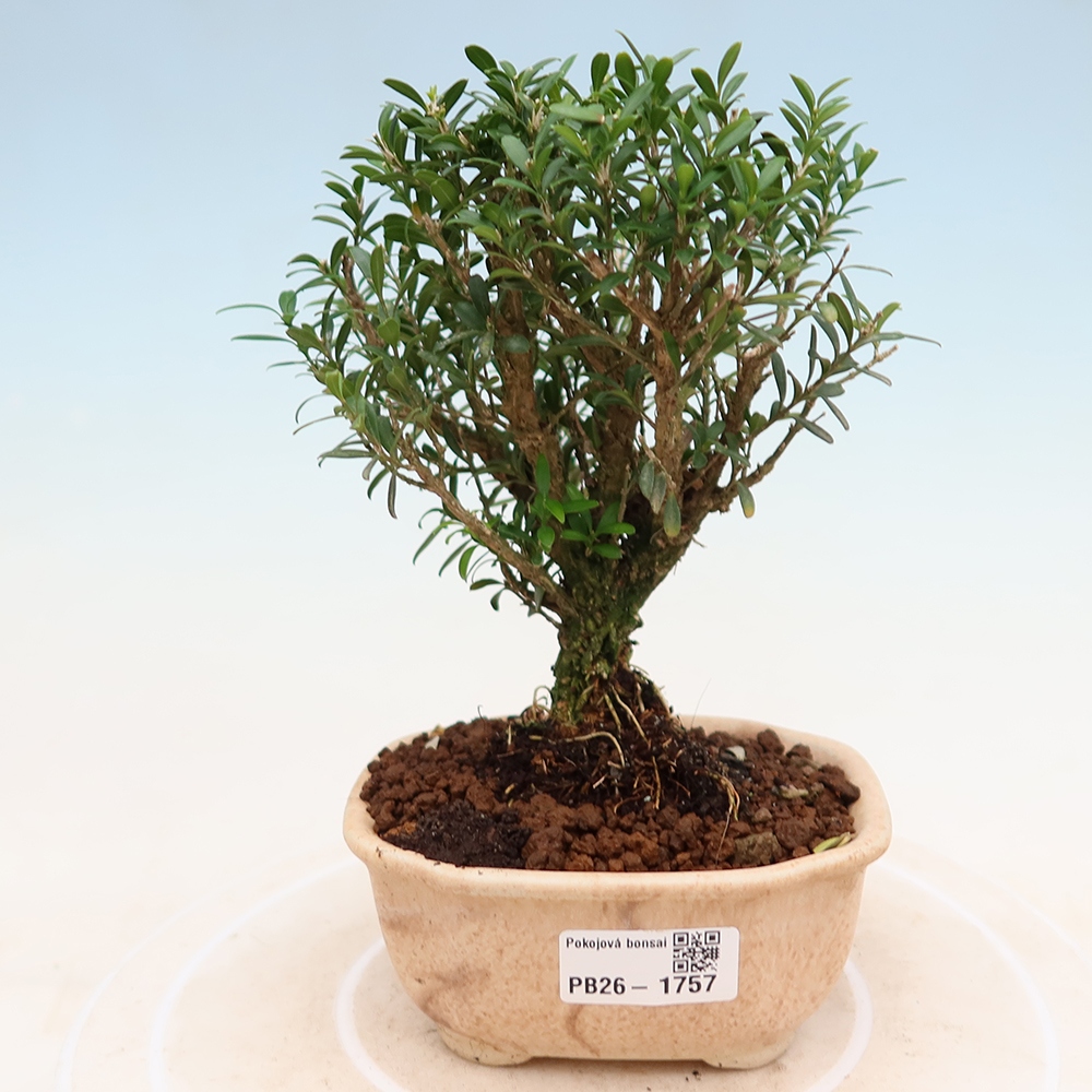 Kamerbonsai - Buxus harlandii - kurk buxus