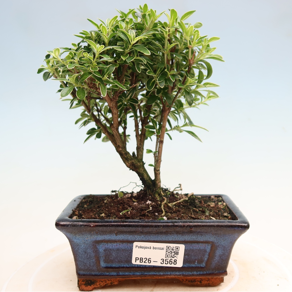 Kamerbonsai - Serissa foetida Variegata - Boom van duizend sterren