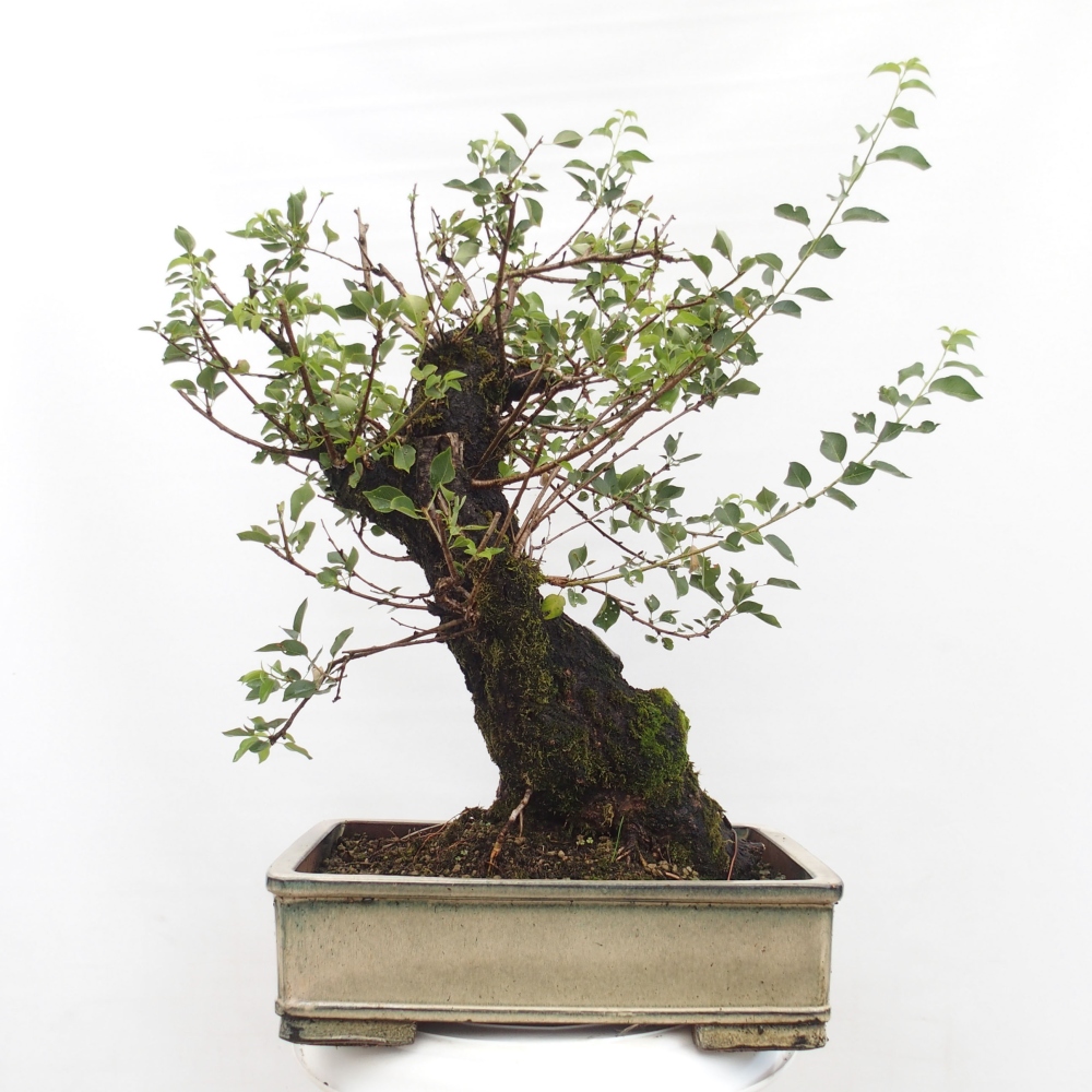 Bonsai voor buiten - Mahalebka - Prunus mahaleb