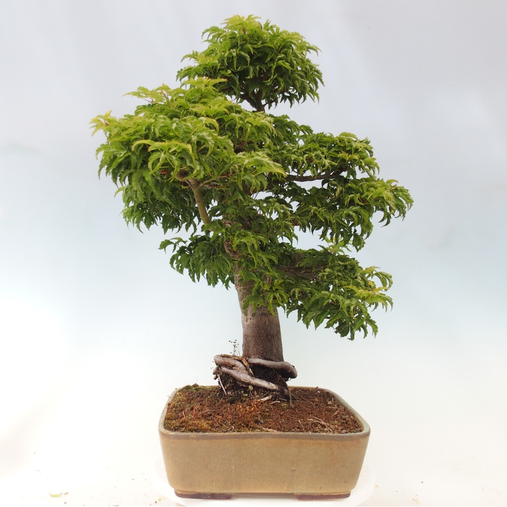 Bonsai voor buiten -Javor palm Acer palmatum Shishigashira