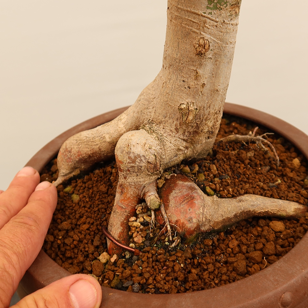 Bonsai voor buiten - Esdoorn palmatum - Palmen