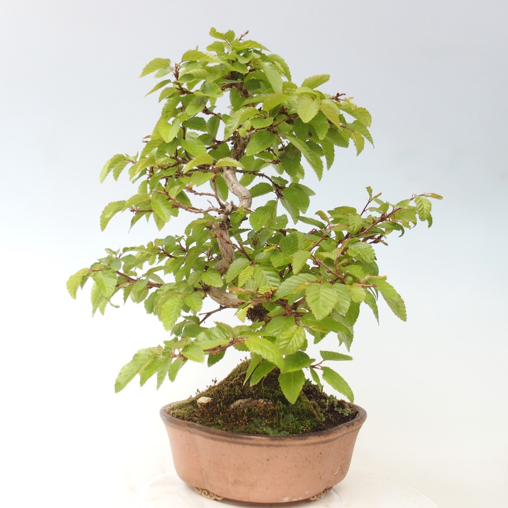 Bonsai voor buiten -Carpinus CARPINOIDES - Koreaanse haagbeuk