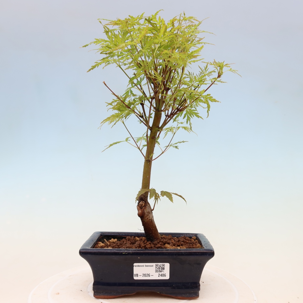Bonsai voor buiten - Acer palmatum Dissectum