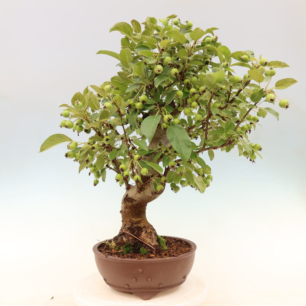 Bonsai voor buiten -Malus halliana - Appelboom met kleine vruchten