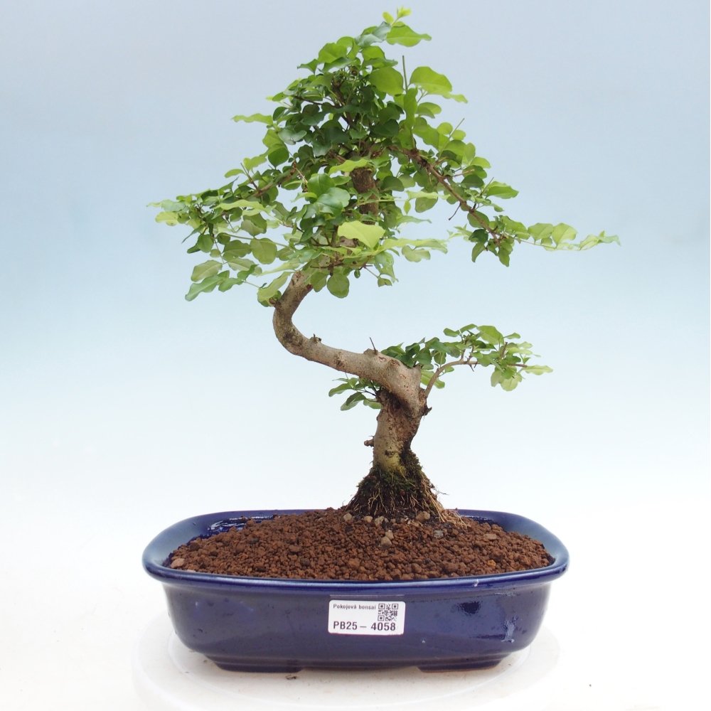 Kamerbonsai -Ligustrum chinensis - Vogelsnavel