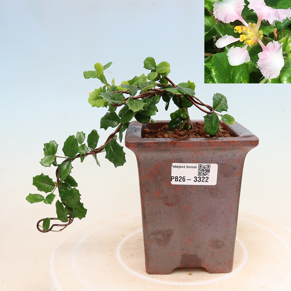 Kamerbonsai - Barbados-kers (Malpighia coccigera)