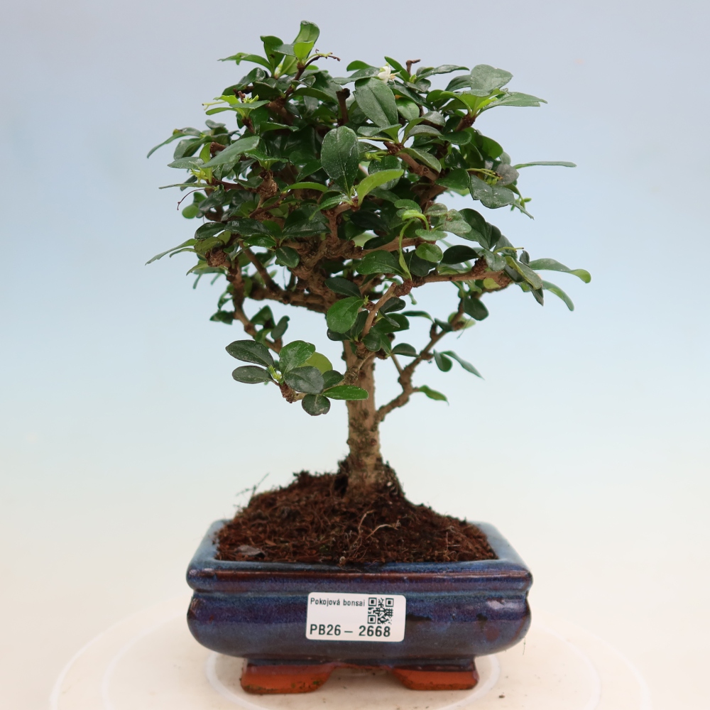 Kamerbonsai - Carmona macrophylla - Thee fuki