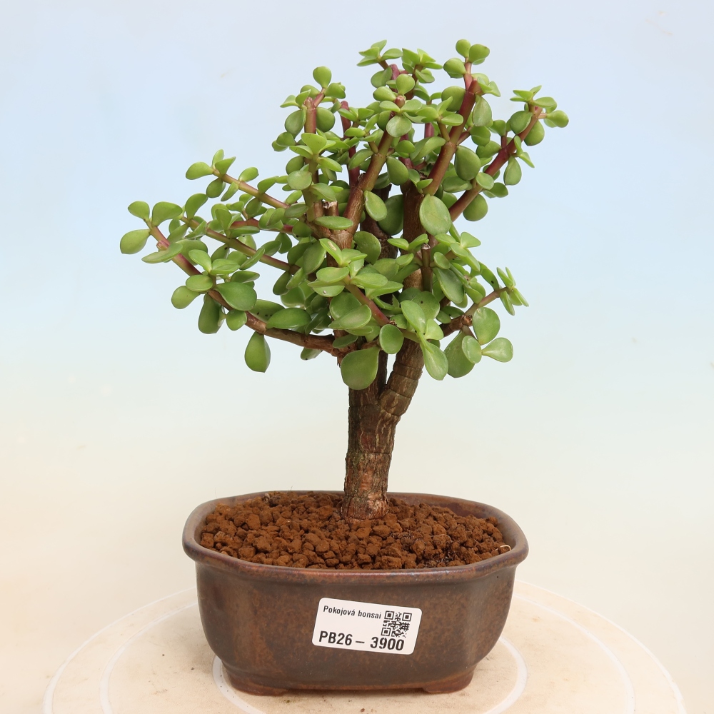 Kamerbonsai - Portulakaria Afra - Tlustice