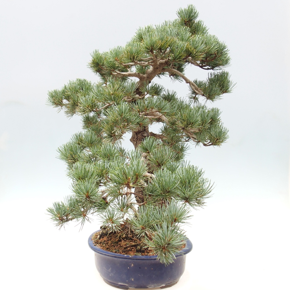 Bonsai voor buiten - Pinus parviflora - Pinus parviflora
