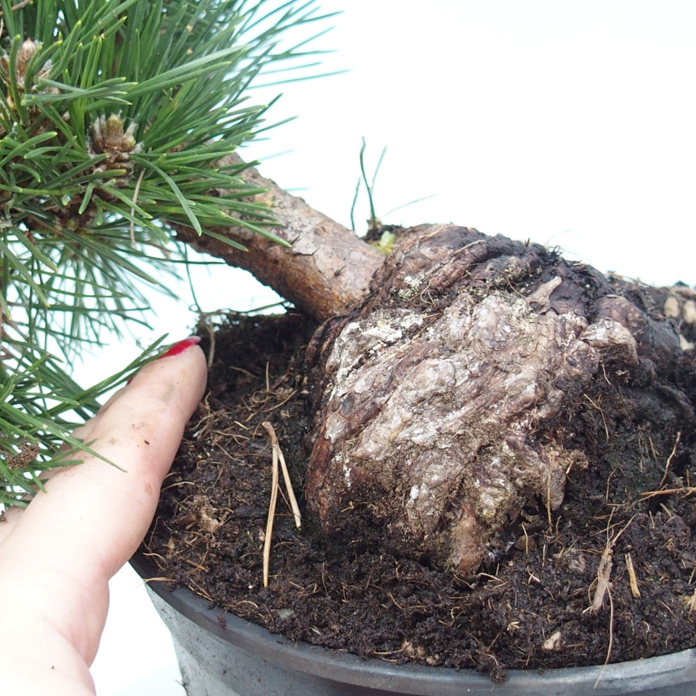 Bonsai voor buiten - Pinus thunbergii senjyumaru - Thunberg den