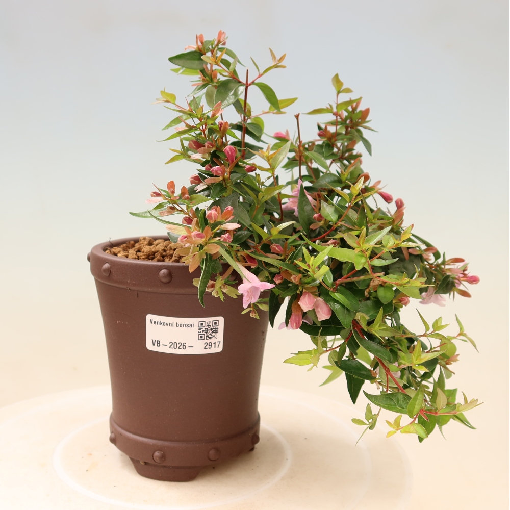 Buitenbonsai - Abelia Edward Goucher - Grootbloemige abelia