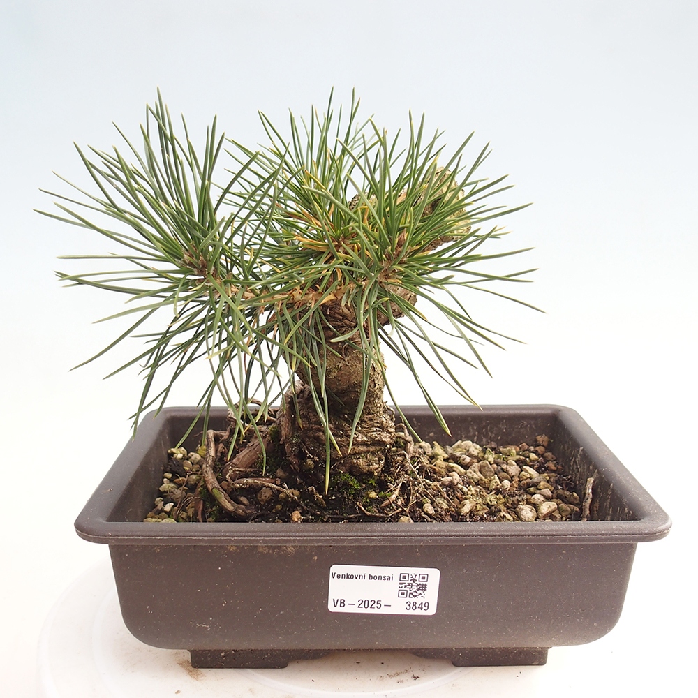 Bonsai voor buiten - Pinus thunbergii - Thunberg den