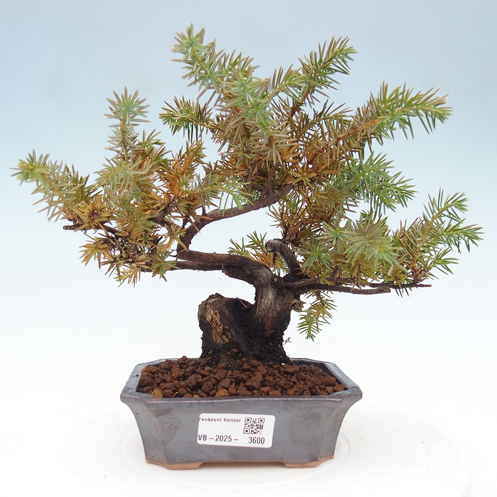 Bonsai voor buiten - Juniperus rigida - Juniperus rigida