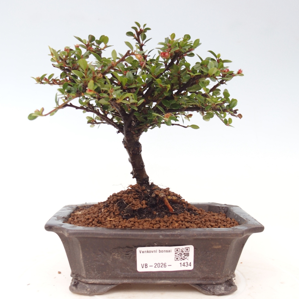 Bonsai voor buiten - Cotoneaster horizontalis - Rocky Mountain