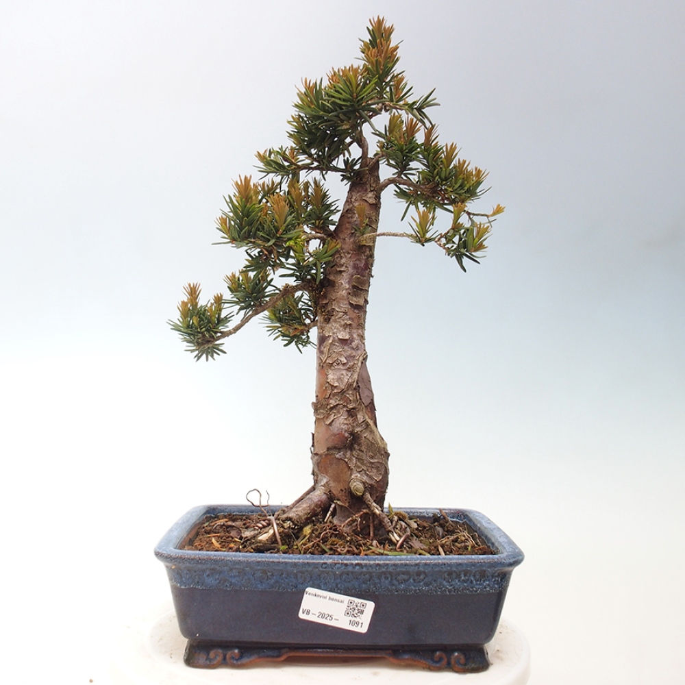 Bonsai voor buiten - Taxus cuspidata - Japanse Taxus