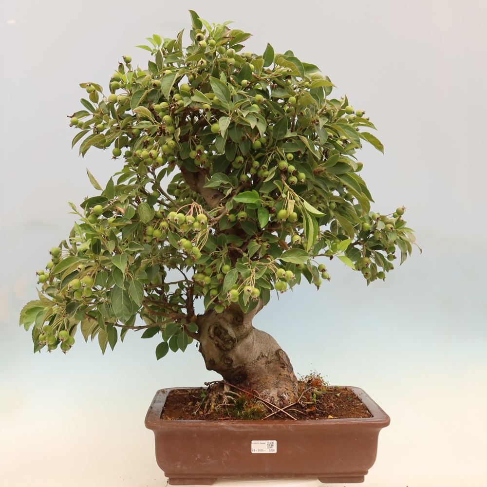 Bonsai voor buiten -Malus halliana - Appelboom met kleine vruchten