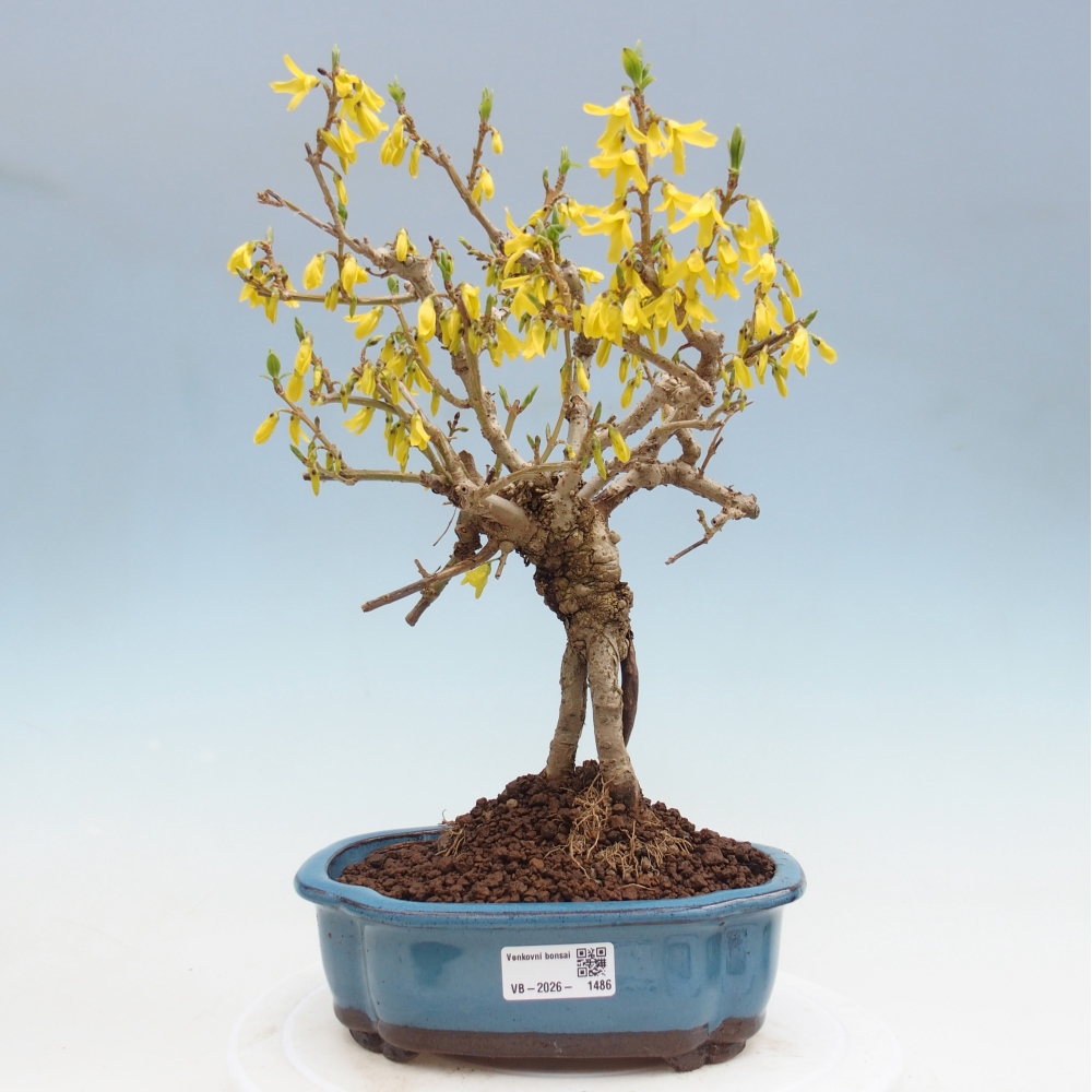 Bonsai voor buiten - Zlatice - Forsythia koreana