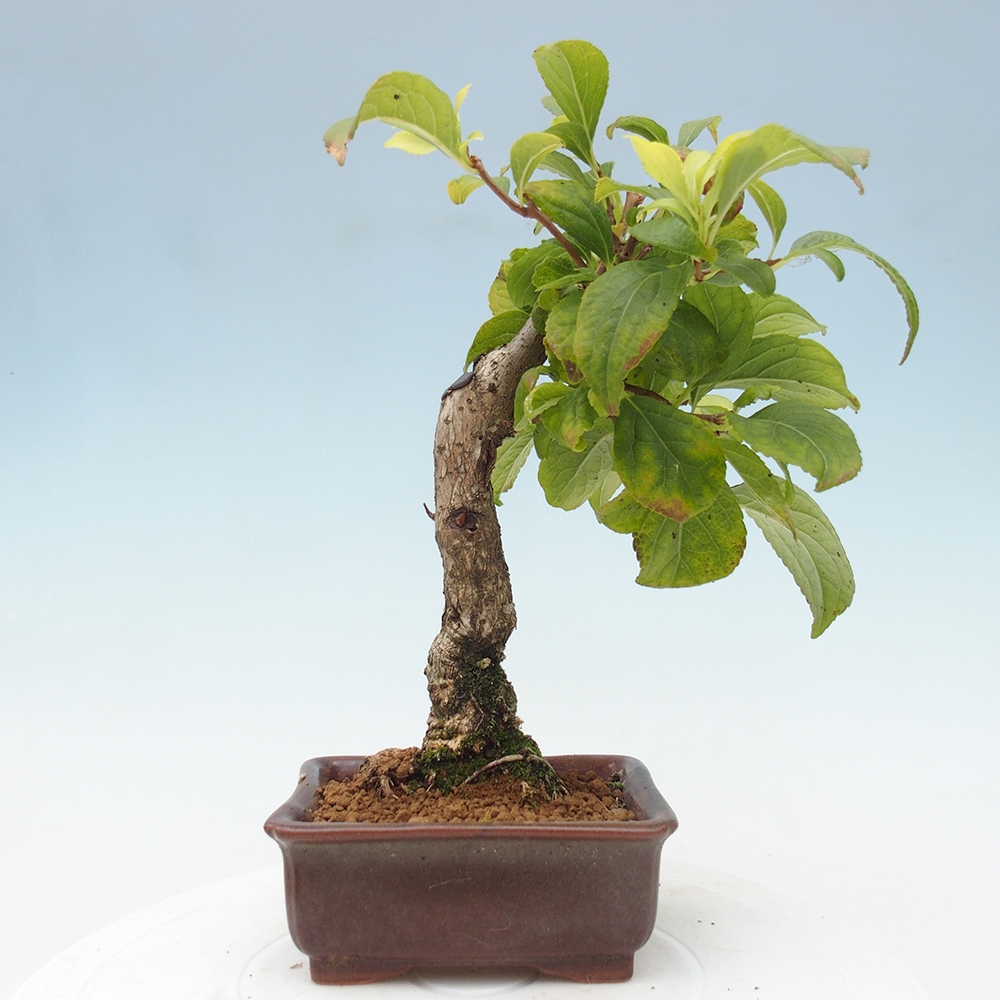 Bonsai voor buiten - Celastrus orbiculatus