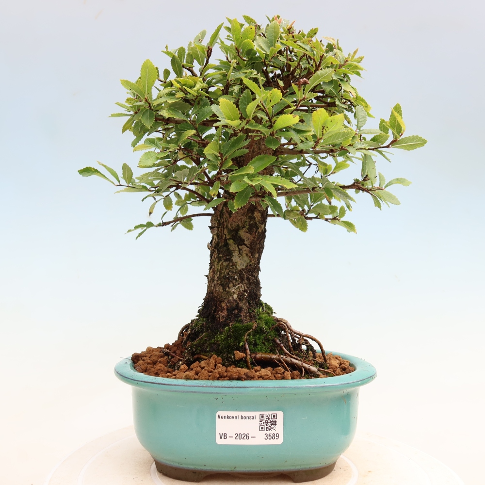 Bonsai voor buiten - Zelkova - Zelkova NIRE