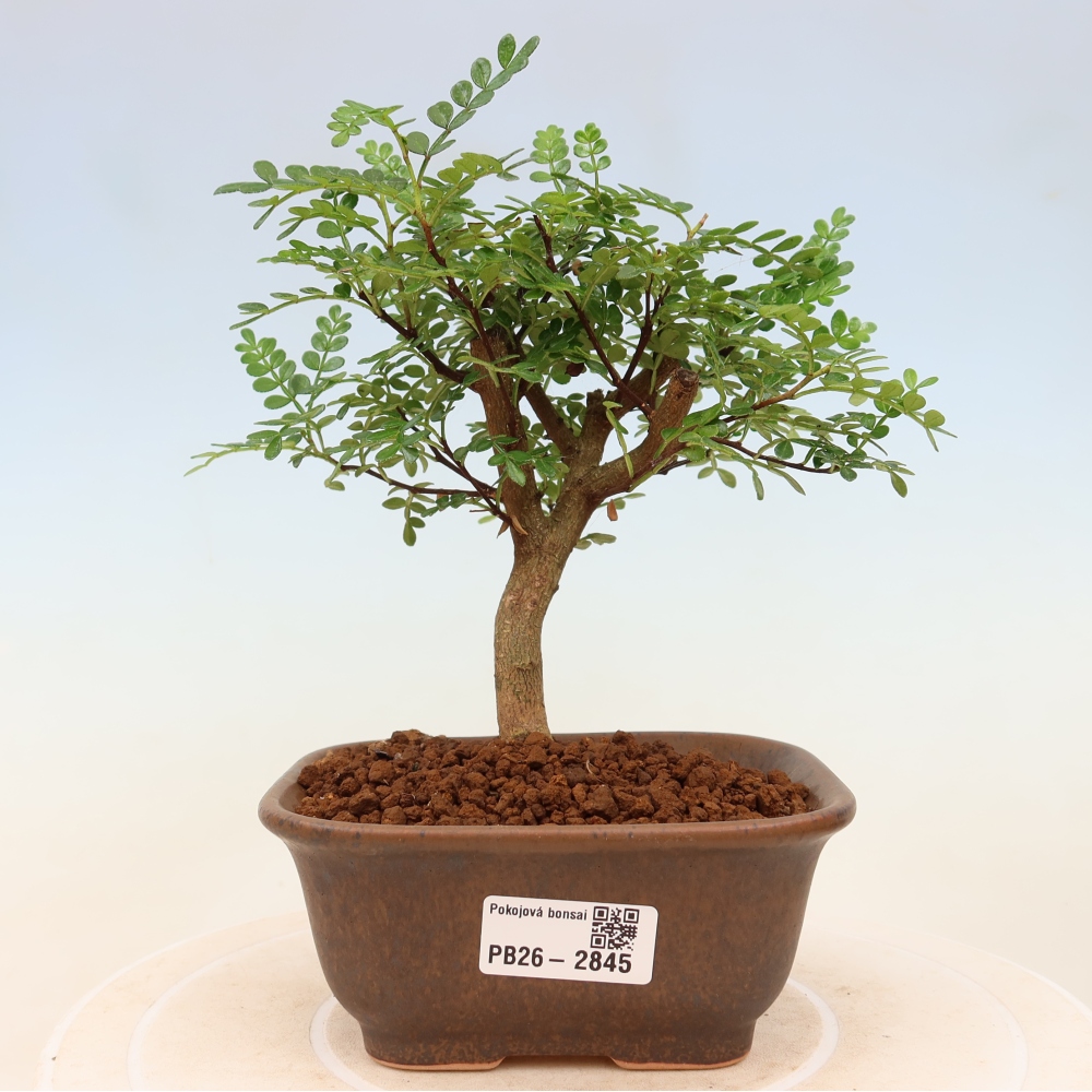 Kamerbonsai - Zantoxylum piperitum - peperboom