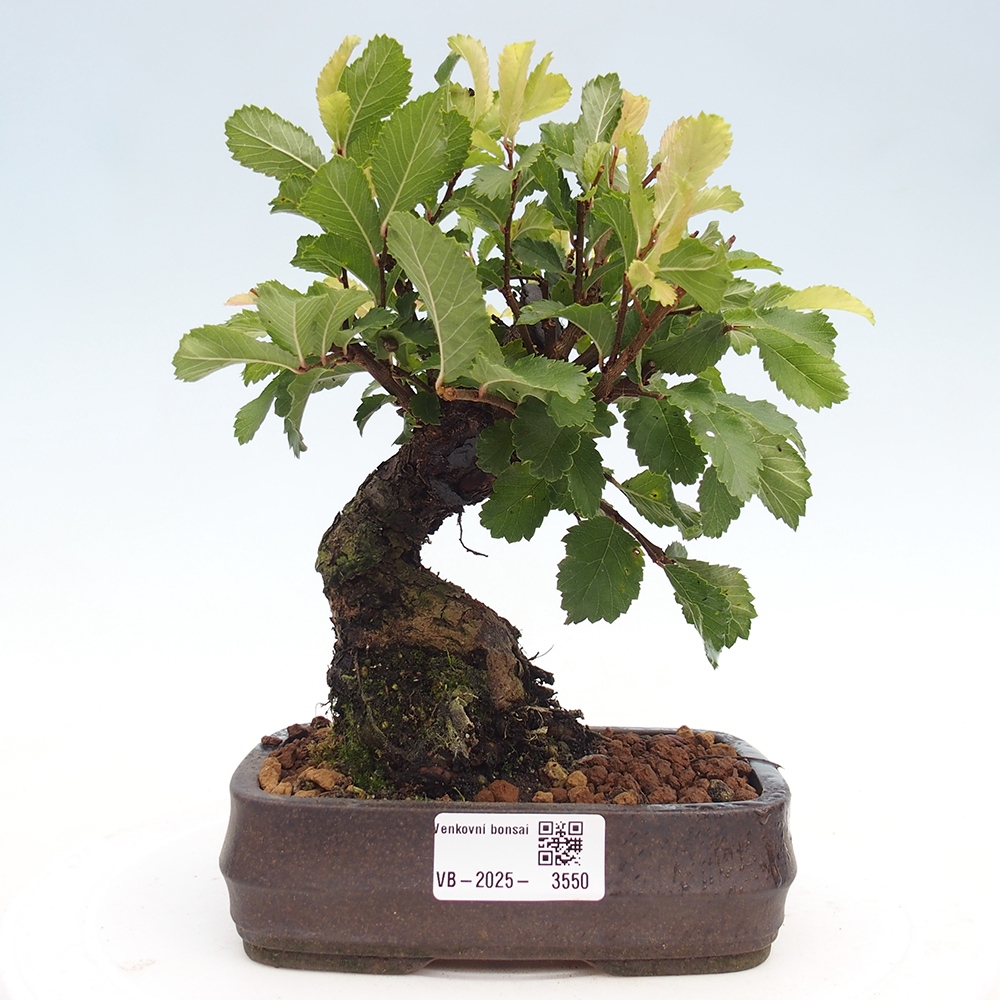 Bonsai voor buiten - Zelkova - Zelkova NIRE