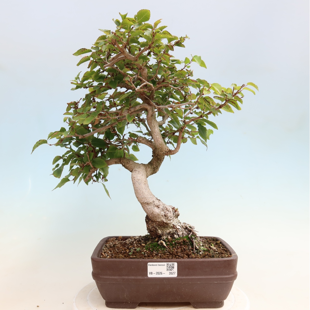 Bonsai voor buiten -Carpinus CARPINOIDES - Koreaanse haagbeuk
