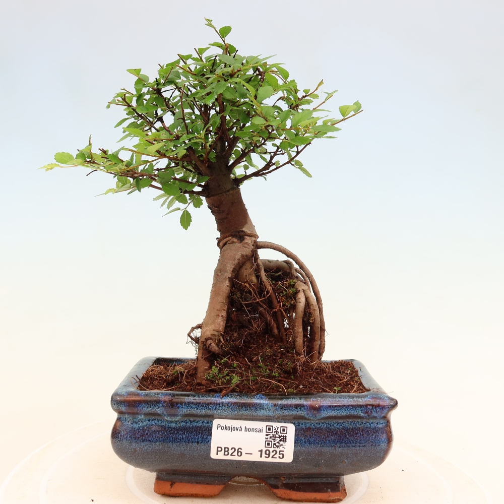 Kamerbonsai - Ulmus parvifolia - Winteriep