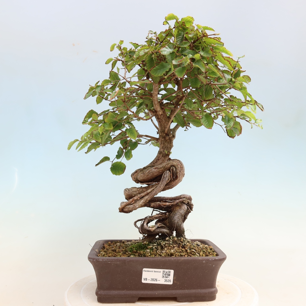 Bonsai voor buiten -Carpinus CARPINOIDES - Koreaanse haagbeuk