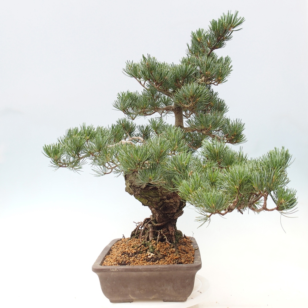 Bonsai voor buiten - Pinus parviflora - Pinus parviflora