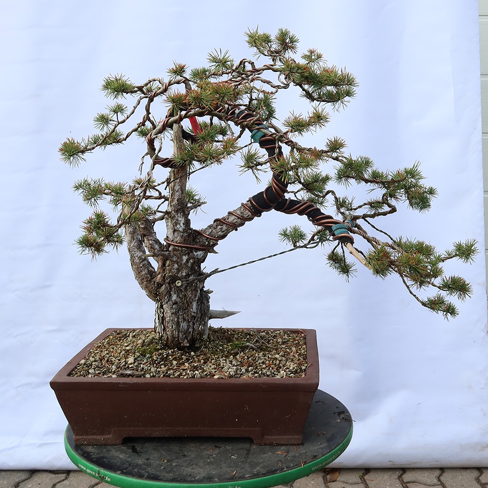 Pinus sylvestris Spanje - grove den