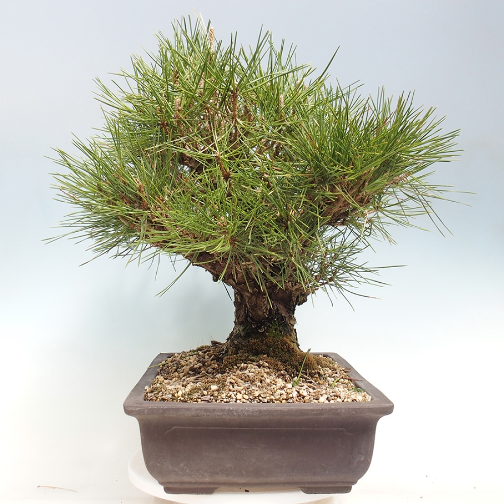 Bonsai voor buiten - Pinus thunbergii - Thunberg den