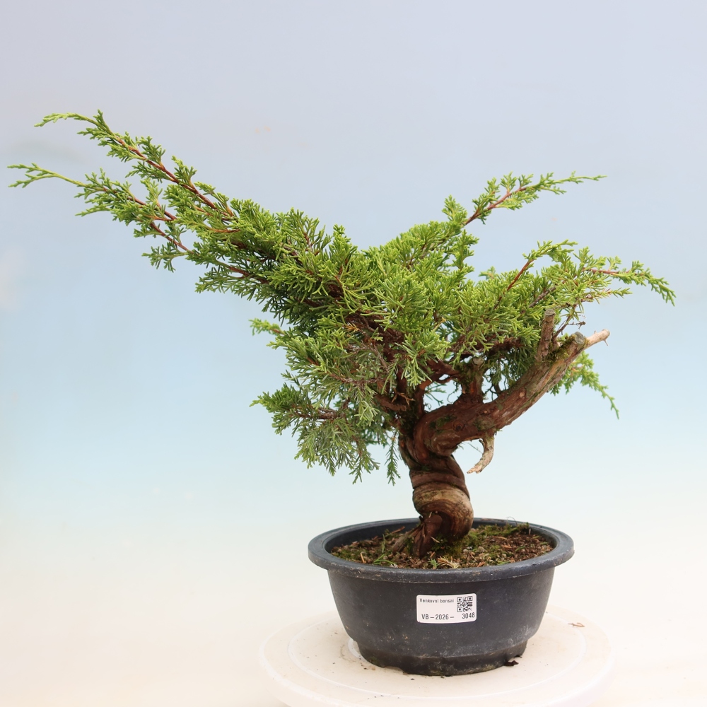 Bonsai voor buiten - Juniperus chinensis Itoigawa-Juniperus chinensis