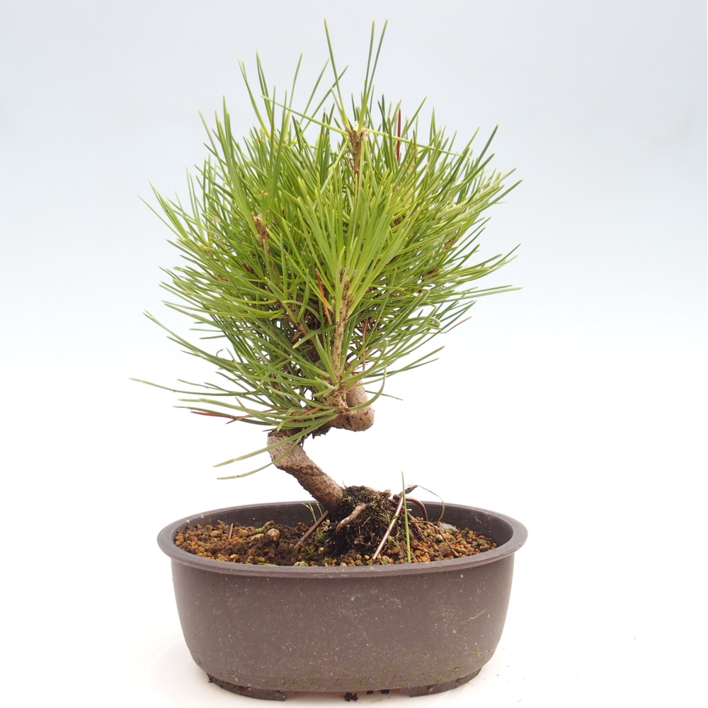 Bonsai voor buiten - Pinus thunbergii - Thunberg den