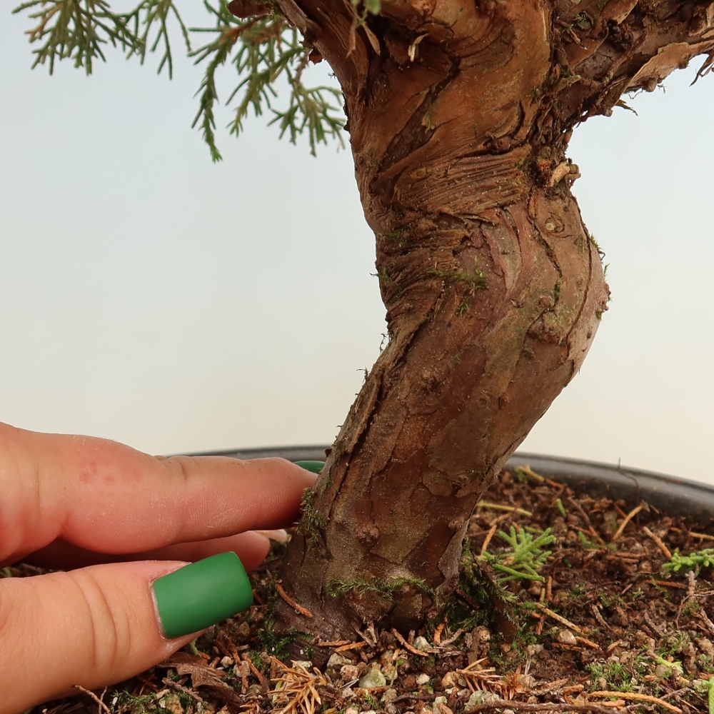 Bonsai voor buiten - Juniperus chinensis Itoigawa-Juniperus chinensis