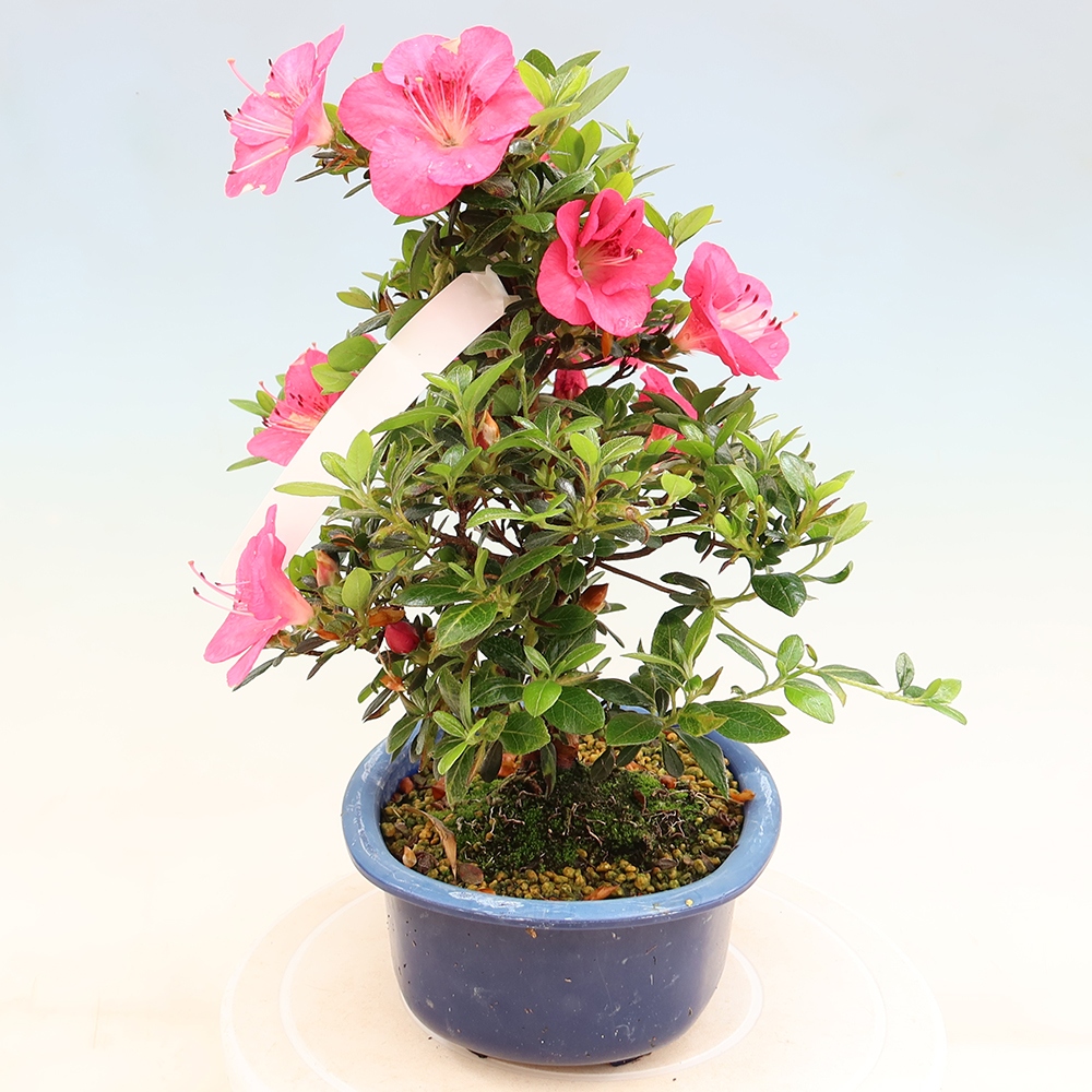 Bonsai voor buiten - Japanse Azalea - Azalea Kobai