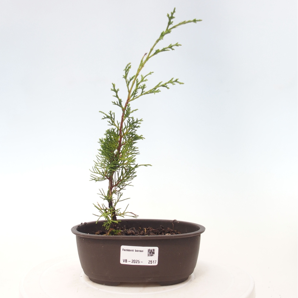 Bonsai voor buiten - Juniperus chinensis Itoigawa