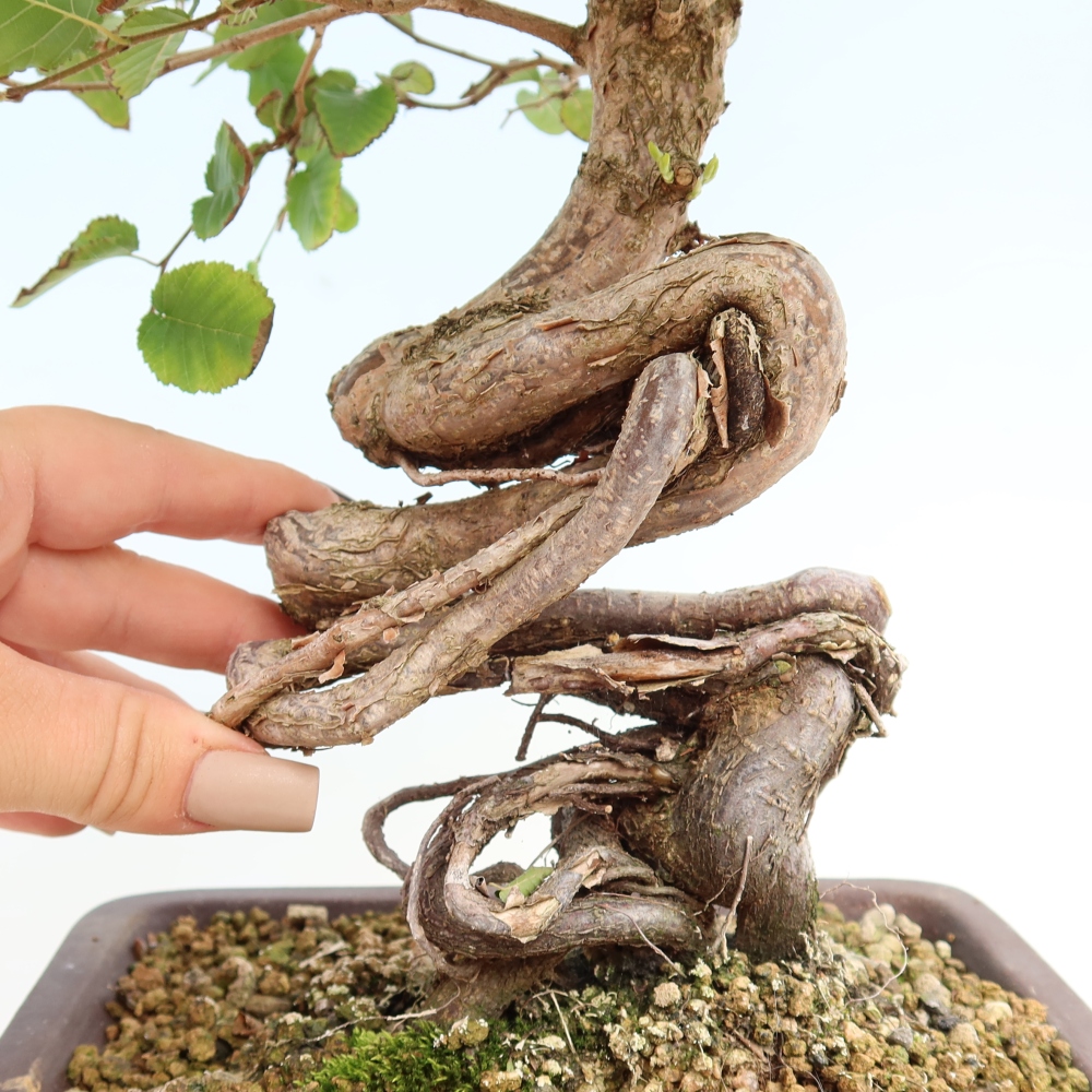 Bonsai voor buiten -Carpinus CARPINOIDES - Koreaanse haagbeuk