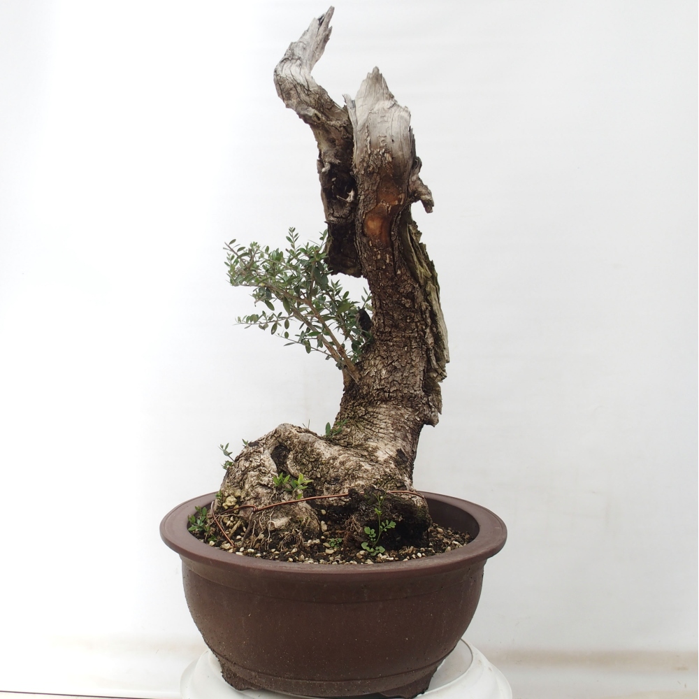Bonsai voor binnen - Olea europaea sylvestris