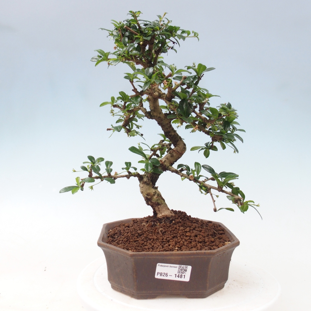Kamerbonsai - Carmona macrophylla - Thee fuki