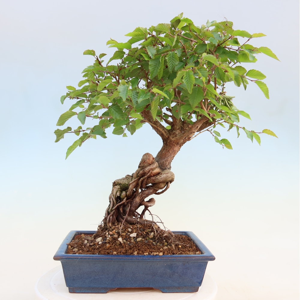Bonsai voor buiten -Carpinus Coreana - Koreaanse haagbeuk