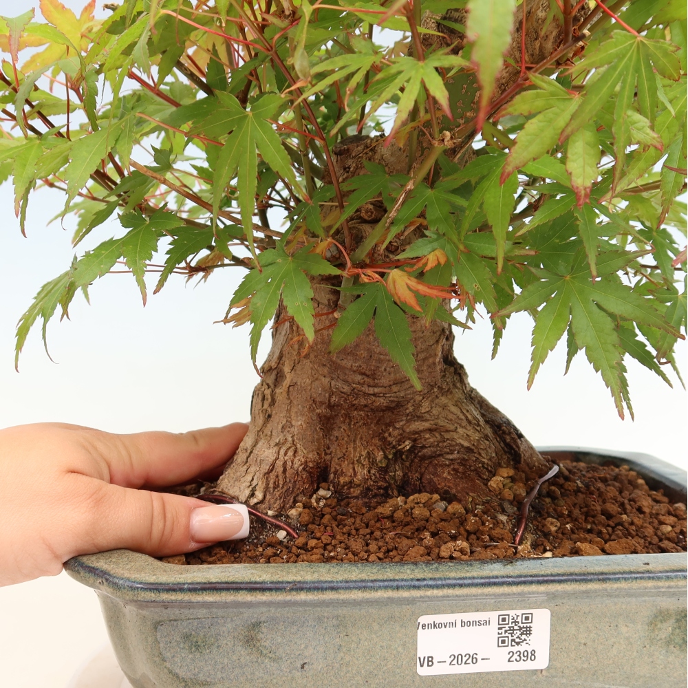 Bonsai voor buiten - Esdoorn Burger - Acer Burgerianum
