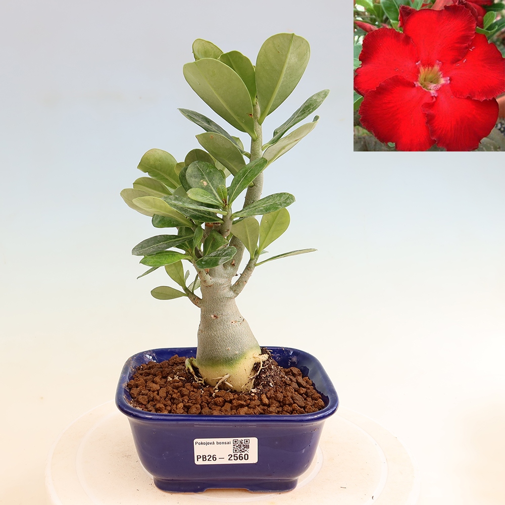 Kamerbonsai - Adenium obesum Red Star - Woestijnroos