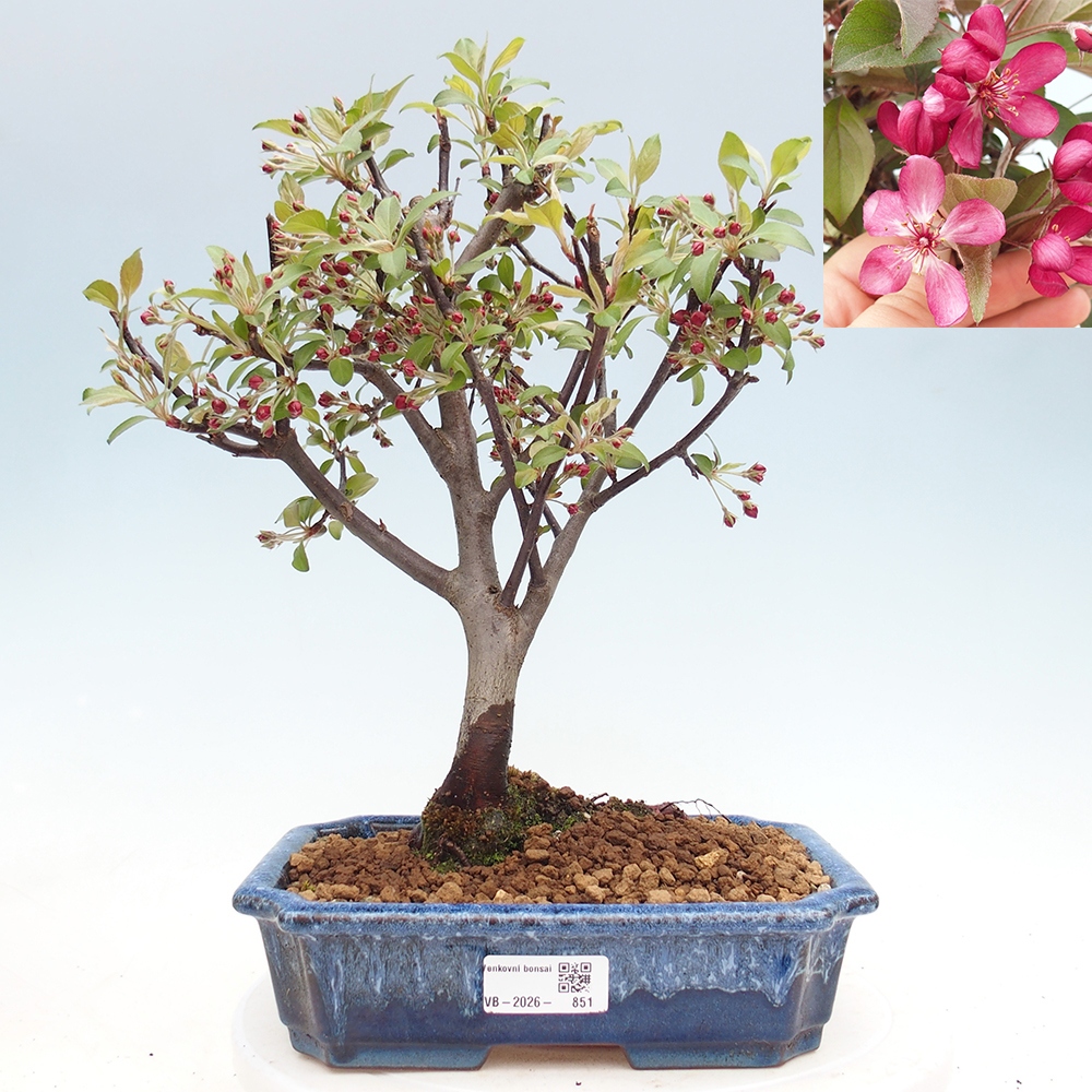 Bonsai voor buiten -Malus domestica - Roodbladige appelboom met kleine vruchten