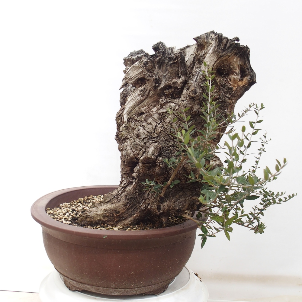 Bonsai voor binnen - Olea europaea sylvestris