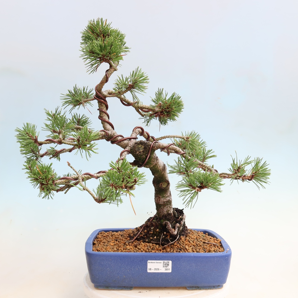 Bonsai voor buiten - Pinus mugo Humpy  - Bergden