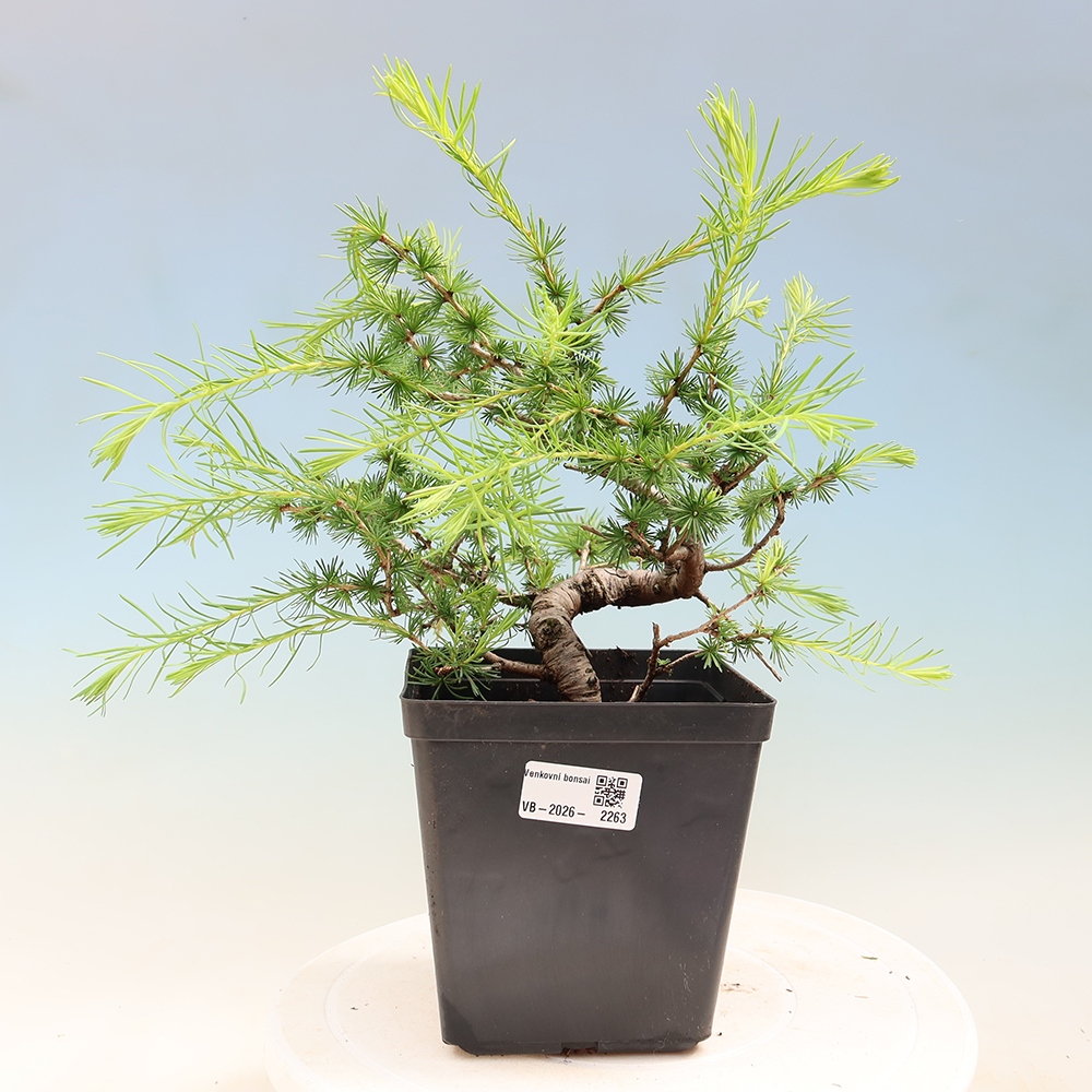 Bonsai voor buiten -Larix decidua - Lariks