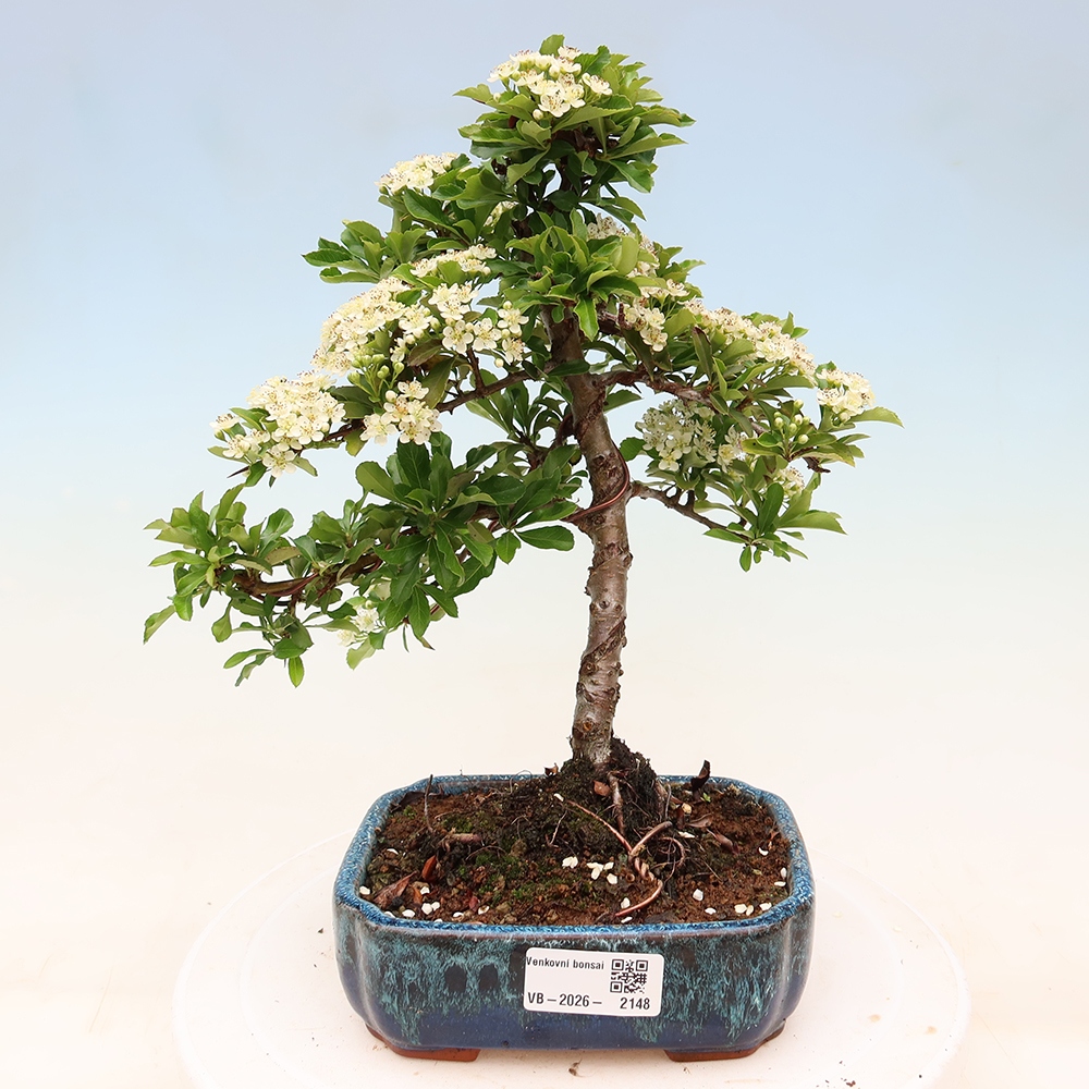 Buitenbonsai - Pyracantha teton - Vuurdoorn